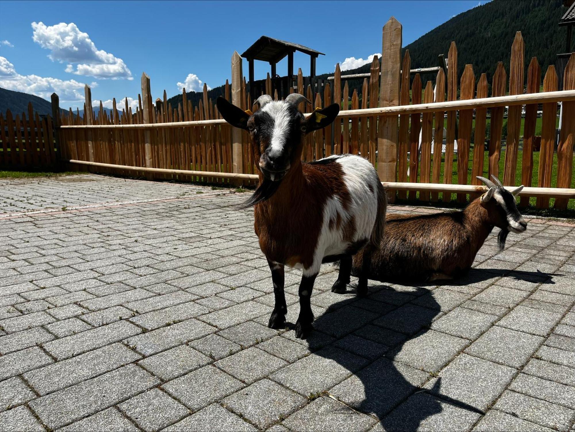 Pichlerhof Διαμέρισμα Planca di Sopra Εξωτερικό φωτογραφία